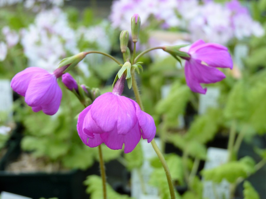 Primula sieboldii Yûhi-beni