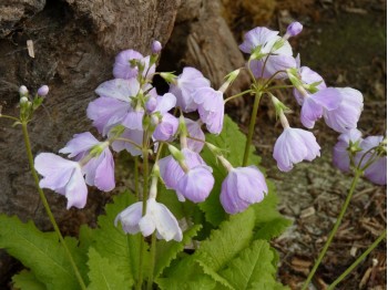 Primula sieboldii Yomo no Haru