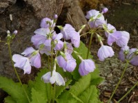 Primula sieboldii Yomo no Haru