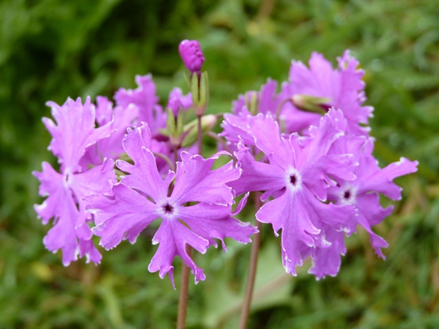 Primula sieboldii 'Sumida-no-hinabi'