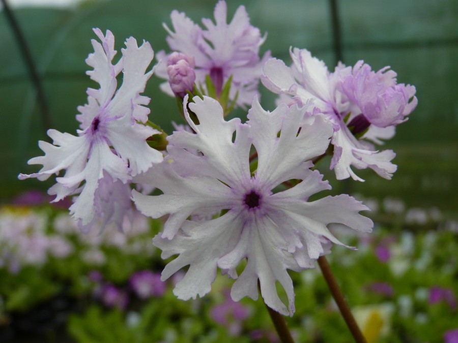 Primula sieboldii 'Kashima'.