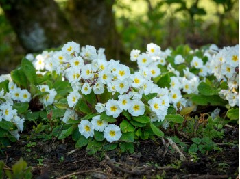 Primrose CARRIGDALE