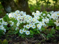 Primrose CARRIGDALE