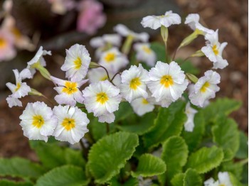 Primula Carrigdale