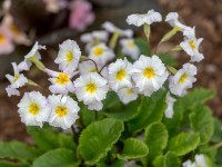 Primula Carrigdale