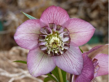 Helleborus x hybridus 'Barnhaven Hybriden'- Anemonenblütige, Picotee