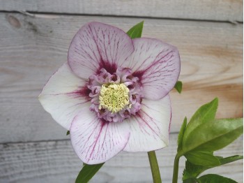 Helleborus x hybridus 'Barnhaven Hybriden'- Anemonenblütige, Picotee