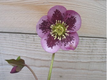 Helleborus x hybridus 'Hybrides de Barnhaven' - Guttatus Pourpre