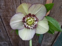 Helleborus x hybridus 'Barnhaven Hybriden'- Anemonenblütige, rot und grün