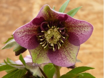 Helleborus x hybridus 'Barnhaven Hybriden'- Anemonenblütige, Rot und Grün