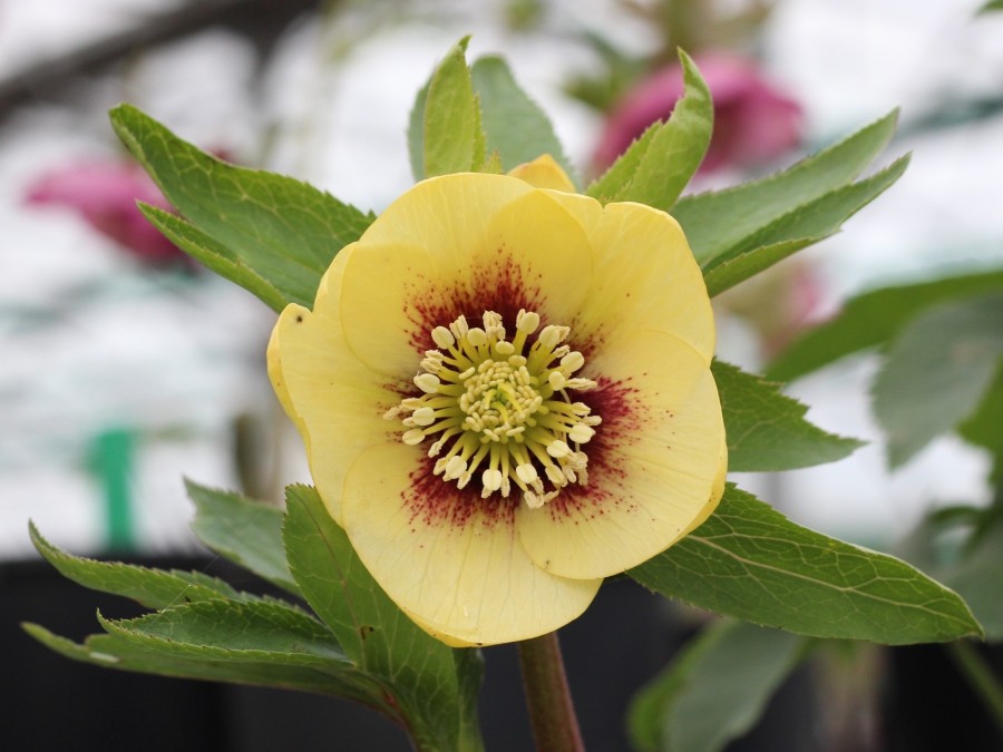 Helleborus x hybridus Gelb mit roter Mitte