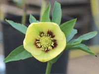 Helleborus x hybridus Gelb mit roter Mitte