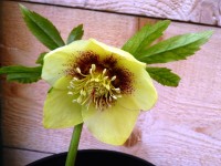 Helleborus x hybridus Gelb mit roter Mitte