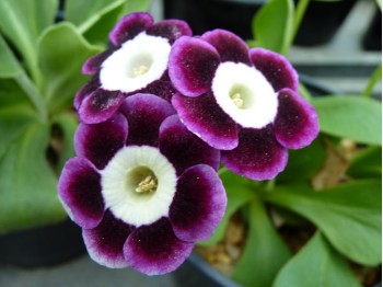 Barnhaven border auricula purpur