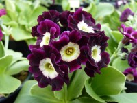 Garden auricula - Shaded purple