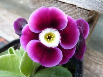 Border auricula - Shaded purple