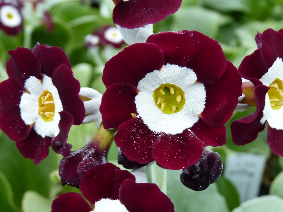 BARNHAVEN BORDER AURICULAS - Red