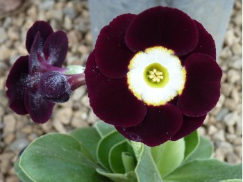 BARNHAVEN BORDER AURICULA - Rouge