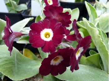 BARNHAVEN BORDER AURICULA - Rouge