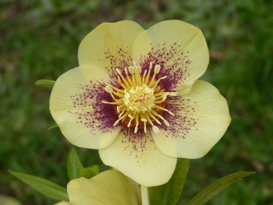 Helleborus x hybridus Yellow Spotted