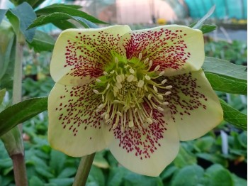 Helleborus x hybridus Gelb gepunktet