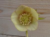 Helleborus x hybridus 'Barnhaven Hybrids' Anemone centred - Yellow shades