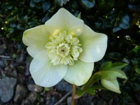 Rose de carême jaune à cœur d'anémone