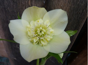 Hellébore à cœur d'anémone jaune