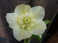 Helleborus x hybridus - Anemonenblütige, gelb