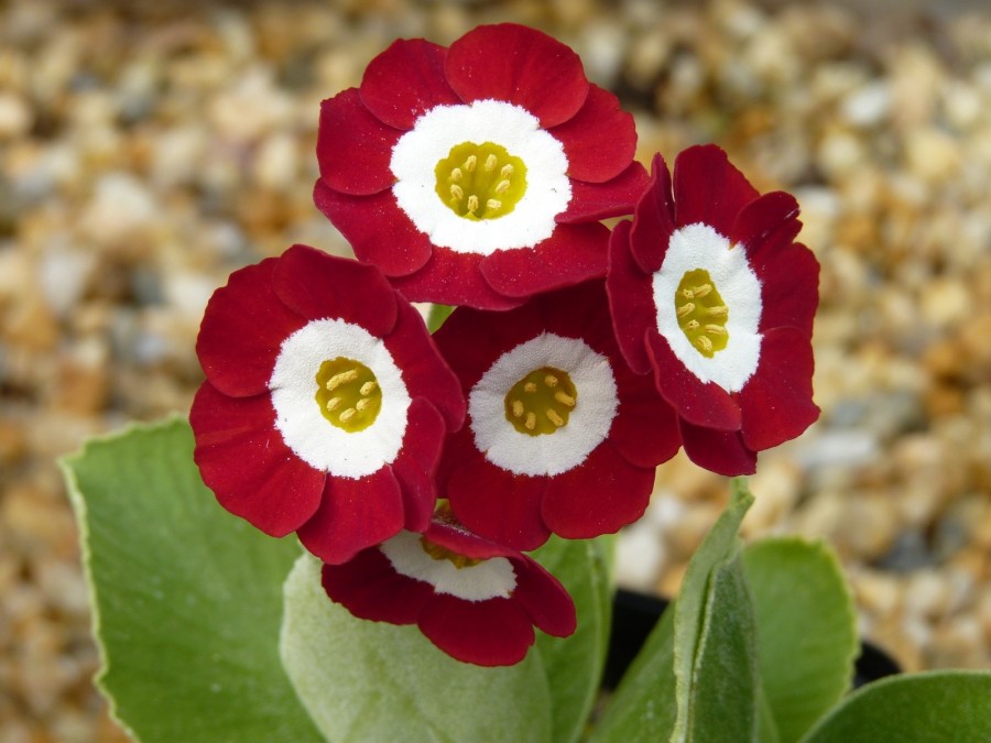 Primula auricula Scorcher