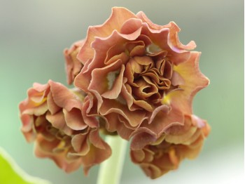 Primula auricula Charles Bronson