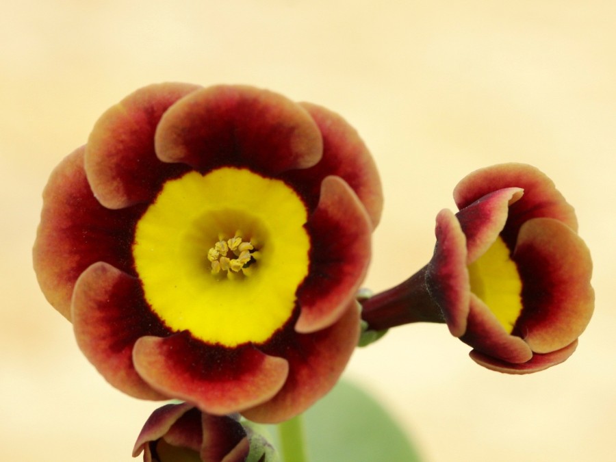 Primula auricula The Egyptian