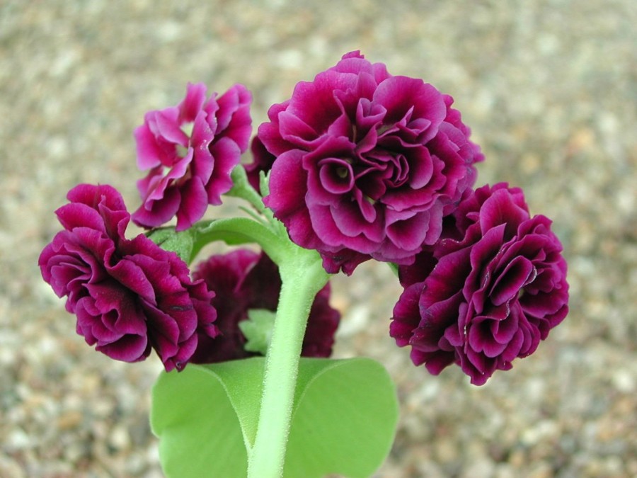 Primula auricula Blakeney