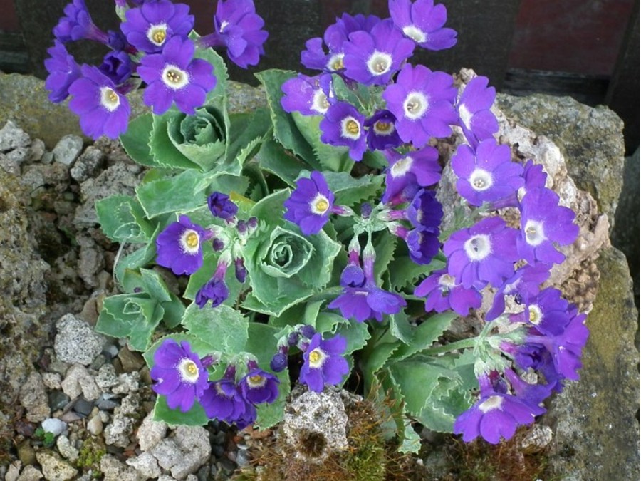 Primula marginata 'Mauve Mist'