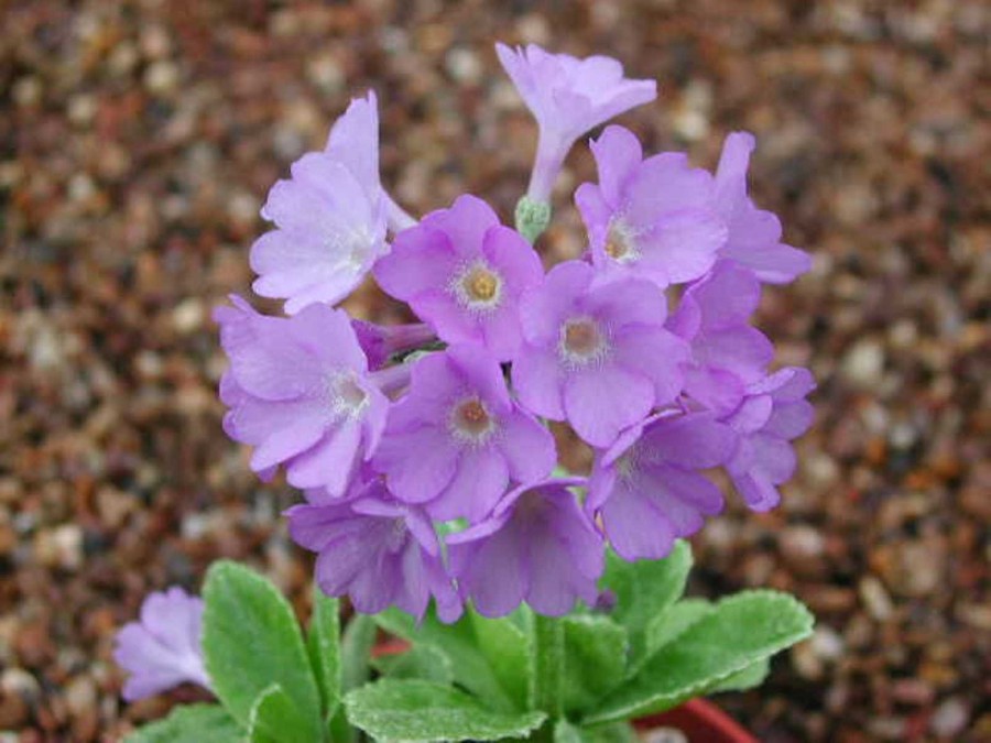 Primula marginata Janet