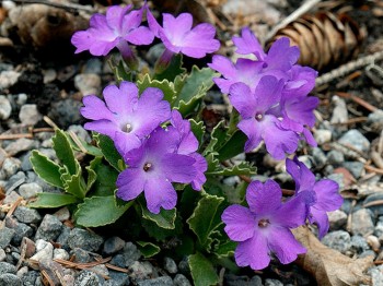 Primula marginata High Point