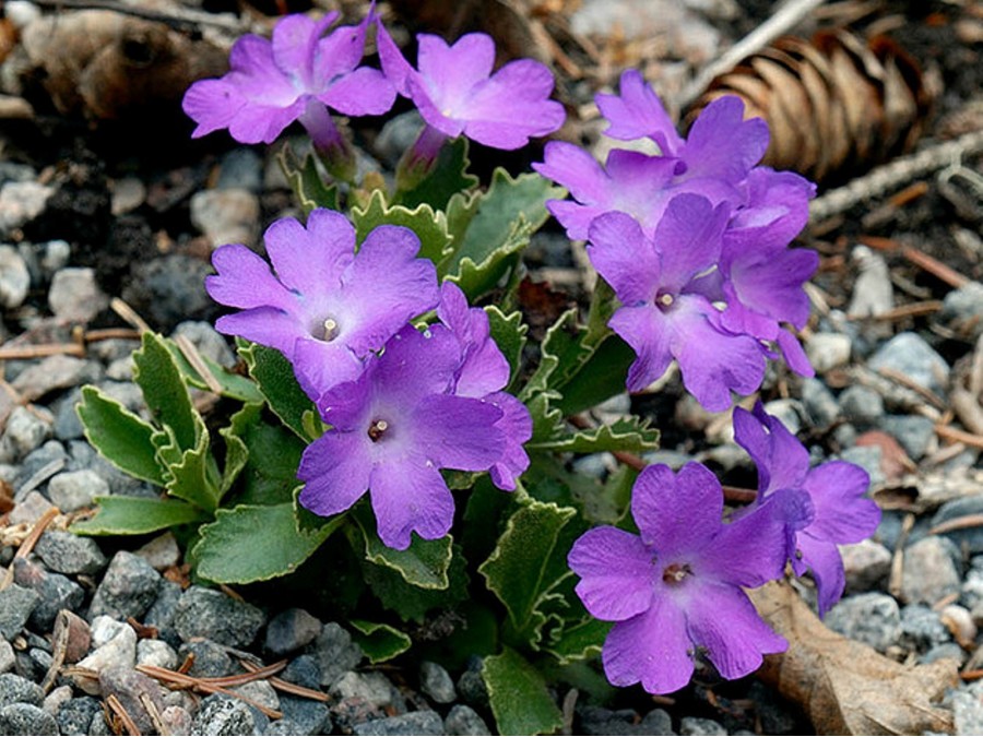 Primula marginata High Point