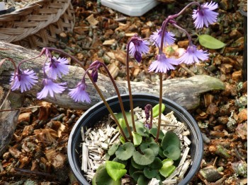 Soldanella montana