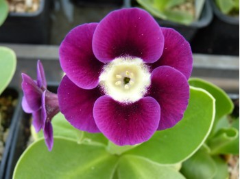 Primula auricula Tiana