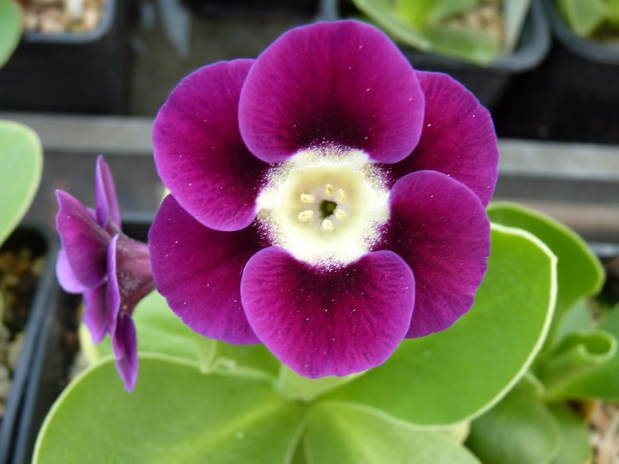 Primula auricula Tiana