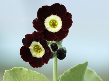 Primula auricula Lintz