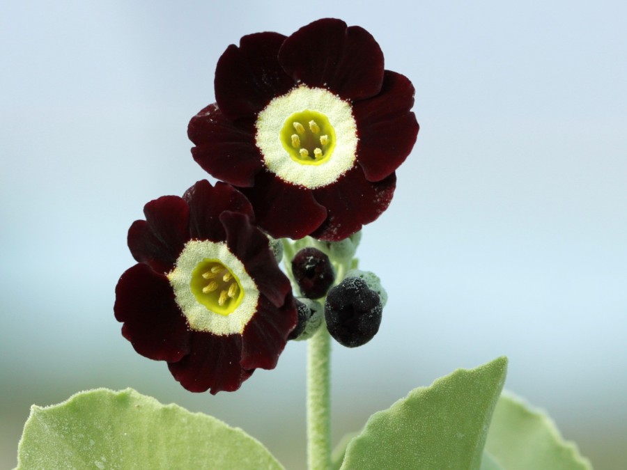 Primula auricula Lintz