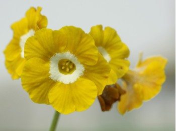 Primula auricula Old Irish Scented