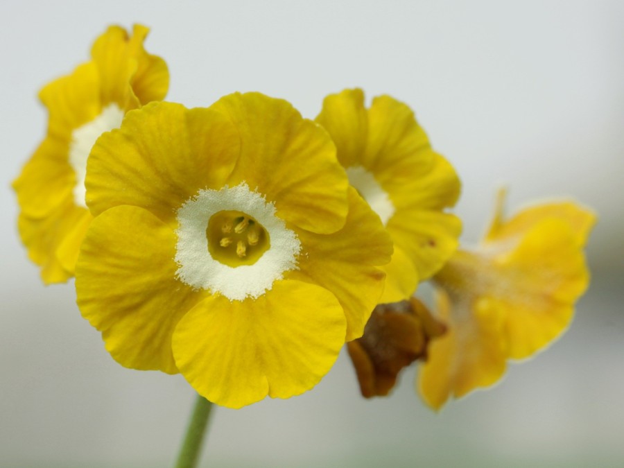 Primula auricula Old Irish Scented