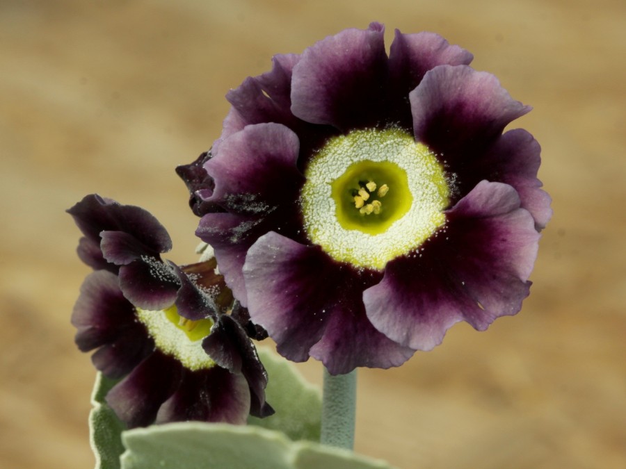 Primula auricula Mac Watt's Blue