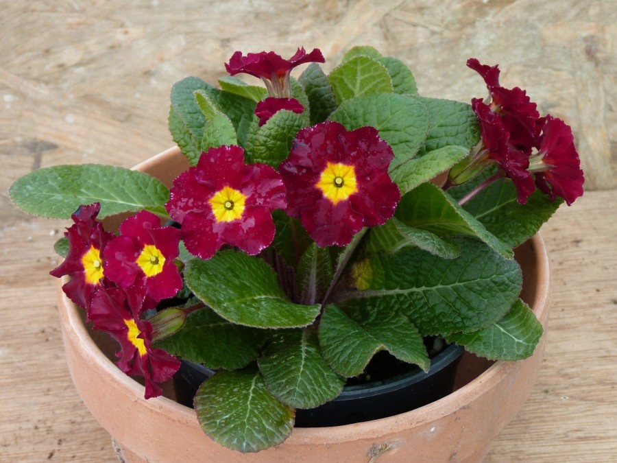 Primula acaulis 'LOPEN RED'