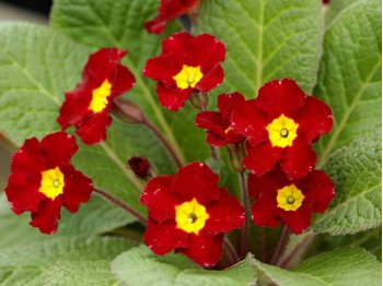 Primevère rouge 'LOPEN RED'