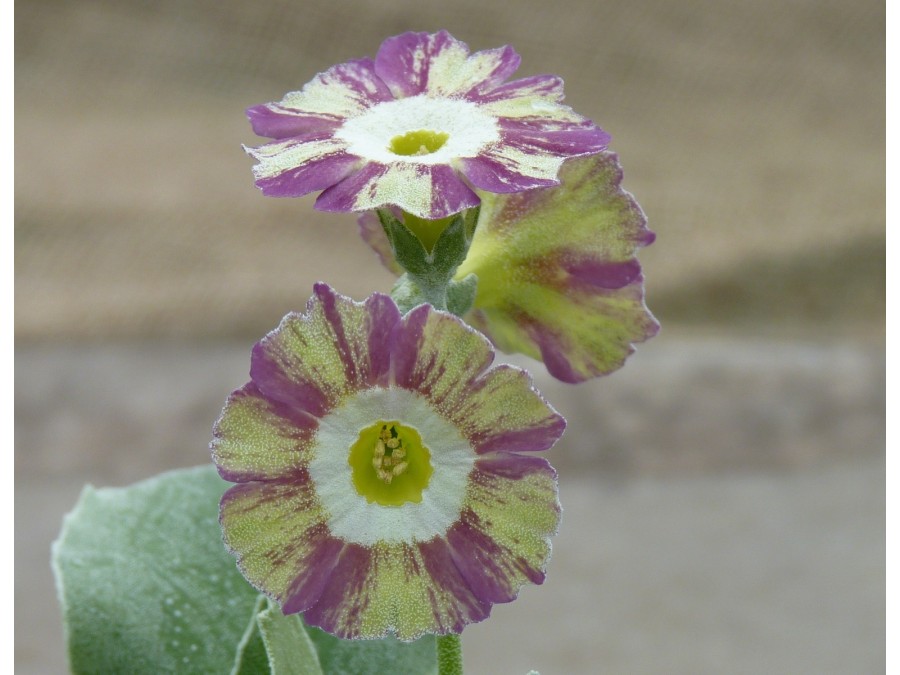 Primula auricula 'Lolita'