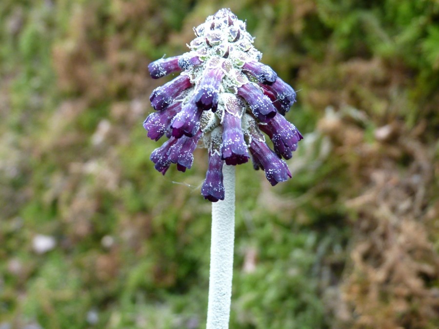 Primula apoclita