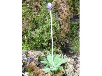 Primula apoclita